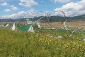 Peste 30.000 de metri pătraţi de solarii şi sere de legume, distruse de furtună
