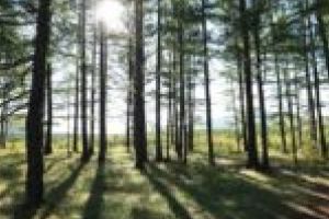 Perdea forestieră în jurul Timişoarei! Se strâng semnături pentru susţinerea iniţiativei