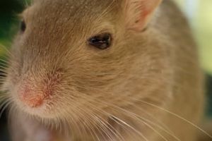 Un vaccin contra dependentei de droguri a fost testat cu succes pe soareci