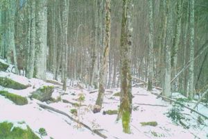 Ce imagini au surprins camerele din Parcul Naţional Munţii Rodnei (VIDEO)