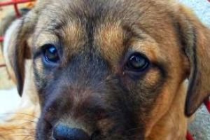 Continua campania de adoptie a cainilor fara stapan, la Constanta