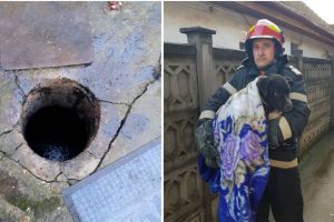 Căţel salvat de pompieri după ce a căzut într-o fosă septică