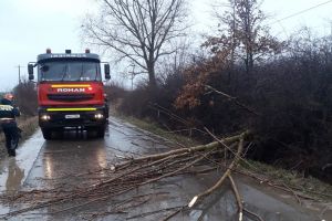 Copaci căzuţi pe carosabil şi două localităţi fără curent din cauza vântului, în Bihor