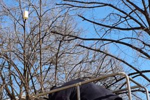 Robu a găsit soluţia pentru alungarea ciorilor: lampioanele! „Sunt inteligente, sper să nu revină”