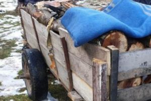 Căruţaş de numai 16 ani, cu material lemnos de provenienţă ilicită, depistat de poliţişti în comuna Dârjiu