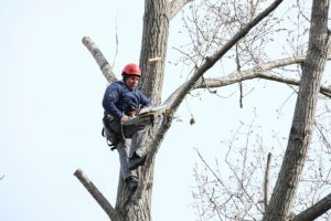 Continua lucrarile de toaletare si corectie a arborilor, in municipiul Constanta (galerie foto)