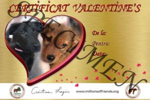 Cadoul ideal de Ziua Îndrăgostiţilor! Poţi deveni părinte virtual pentru animăluţele de la Asociaţia Milioane de Prieteni