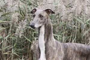 Ogari folosiţi ilegal la braconaj