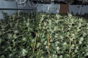 Fost COMISAR-ŞEF prins de DIICOT cultivând CANABIS chiar ACASĂ