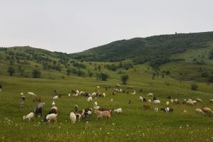 Caut cioban şi nu găsesc!