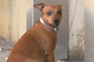 Iubire de căţel: Şi-a aşteptat stăpânul ore întregi la uşa unui spital