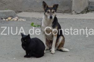 Sondaj de opinie ZIUA de Constanta:  Sunteti de acord cu cresterea animalelor de companie la bloc?