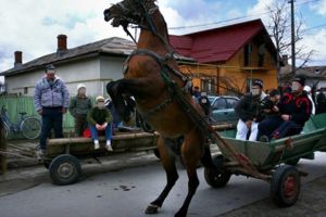Femeie accidentată grav în comuna Lunca de Jos, din cauza unui cal speriat
