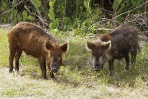 20 de noi cazuri de pestă porcină africană, în Prahova