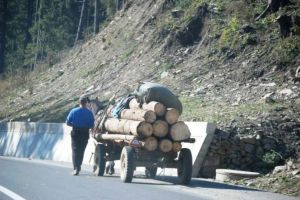 Căruţaş amendat pentru transport ilegal de lemn de foc