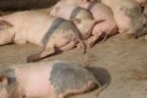 Cinci zone se află sub supraveghere după confirmarea noului focar de pestă porcină în localitatea Șag