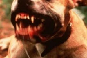 Pericolul dintre tufisuri/ Cainii “asasini”, liberi sa sfasie in Parcul Monument. Copii speriati si animale schingiuite