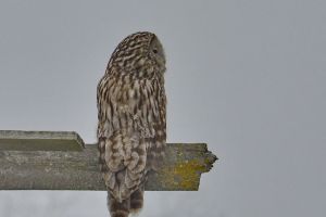 Un huhurez… Strix uralensis… – Fotografia zilei
