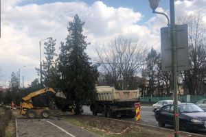 Primăria a tăiat 16 arbori tuia de pe Bd. Brătianu. Nu armonizau cu estetica peisagistică a bulevardului