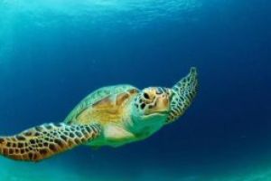 Testoasele marine confunda obiectele de plastic cu hrana din cauza mirosului