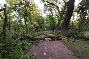 Copacii prabusiti de vijelia din Timisoara vor fi scosi la licitatie, dupa ce se impart la nevoiasi