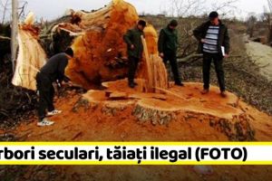 NEAMȚ: 14 arbori seculari, tăiaţi ilegal (FOTO)