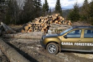 Amenzi de peste 100.000 de lei şi sute de metri cubi de lemn confiscat, în şase zile