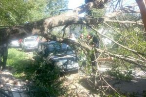 Copac căzut peste reţeaua electrică!