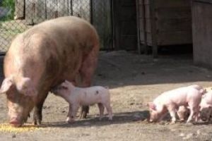 Asociaţia Eco Ruralis: Țăranii se opun măsurilor propuse de interzicere a activităţii de reproducţie a porcinelor în gospodăriile ţărăneşti