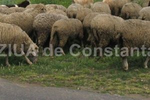 Masuri dispuse de ANSVSA pentru perioada premergatoare Sarbatorilor Pascale 
