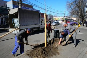Primaria Constanta: Copacii rupti in toamna pe strada Mihaileanu au fost replantati (galerie foto)