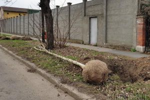 Direcţia Silvică Bihor donează municipalităţii 6.000 de puieţi pentru plantări în cartierele Tineretului şi Grigorescu