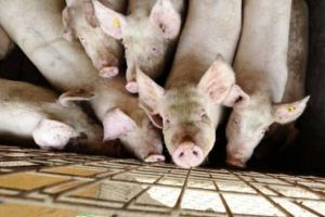 Comunicat DSVSA: La această oră, în judeţul Alba, NU mai există NICIUN focar de pestă porcină africană, la porcii domestici