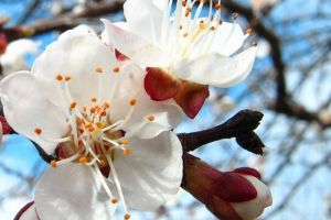 Vreme schimbătoare până la Paşte. Cum va fi de Florii