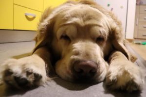 EXCLUSIV CORONAVIRUS – Sibienii care au animale de companie să nu se teamă de acestea