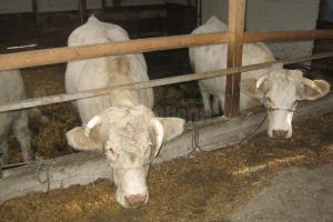 1.138 de crescători de vaci din Suceava vor primi subvenţia de 227 de euro de animal