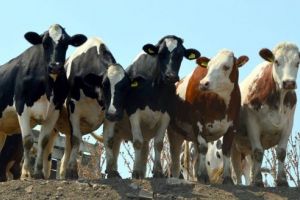 Coronavirusul pune în gardă crescătorii de animale