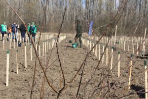 Romsilva va planta circa 19 milioane de puieţi forestieri în campania de împăduriri de primăvară