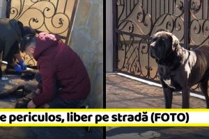 NEAMȚ: Câine periculos, liber pe o stradă din Piatra-Neamţ. Proprietara, amendată cu 1000 de lei (FOTO)