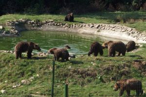 Sanctuarul Libearty se închide temporar