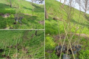 FOTO. Alba Iulia înverzeşte în pragul primăverii: În zona Cetăţii vor fi plantaţi 100 de copaci