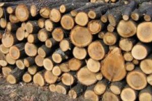 Și amendat,  şi cu materialul lemnos  confiscat!