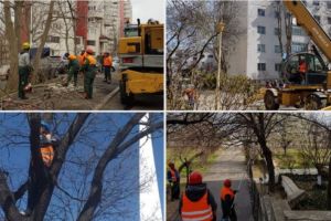 Lucrarile de toaletare si corectie a arborilor continua in municipiul Constanta (galerie foto)