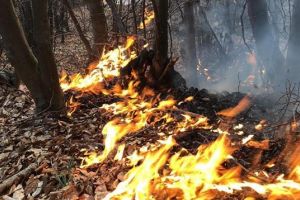 Incendii de vegetaţie în Satu Mare. Pompierii trag un semnal de alarmă
