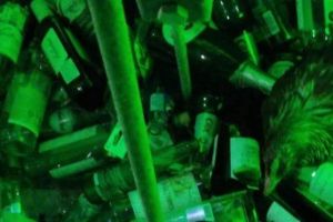 Găină vie aruncată de un timişorean într-un clopot pentru colectarea sticlelor. A fost salvată de lucrătorii RETIM