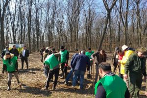 Luna plantării arborilor: Direcţia Silvică Bihor va împăduri 173 de hectare, în această primăvară (FOTO)
