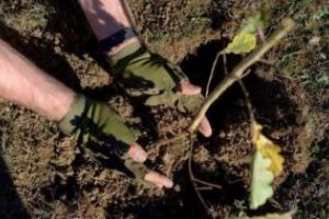 5.000 de puieţi de arţar şi stejar, plantaţi în staţiunea Şugaş Băi