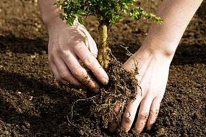 Peste 100.000 de puieţi forestieri vor fi plantaţi la Săcele în această primăvară