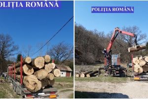 Poliţiştii din Aiud au confiscat 33 de metri cubi de material lemnos, în urma unui control în trafic