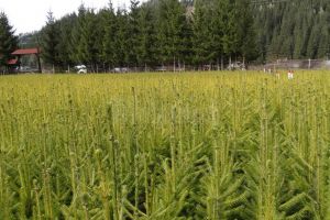 Direcţia Silvică Suceava plantează şase milioane de puieţi în campania de împăduriri de ...
